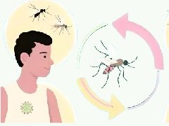 【健康科普】基孔肯雅热——被蚊子“叮咬”出的热带烦恼