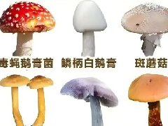 【健康科普】野生菌中毒及救治科普：美味与风险之间的生死博弈
